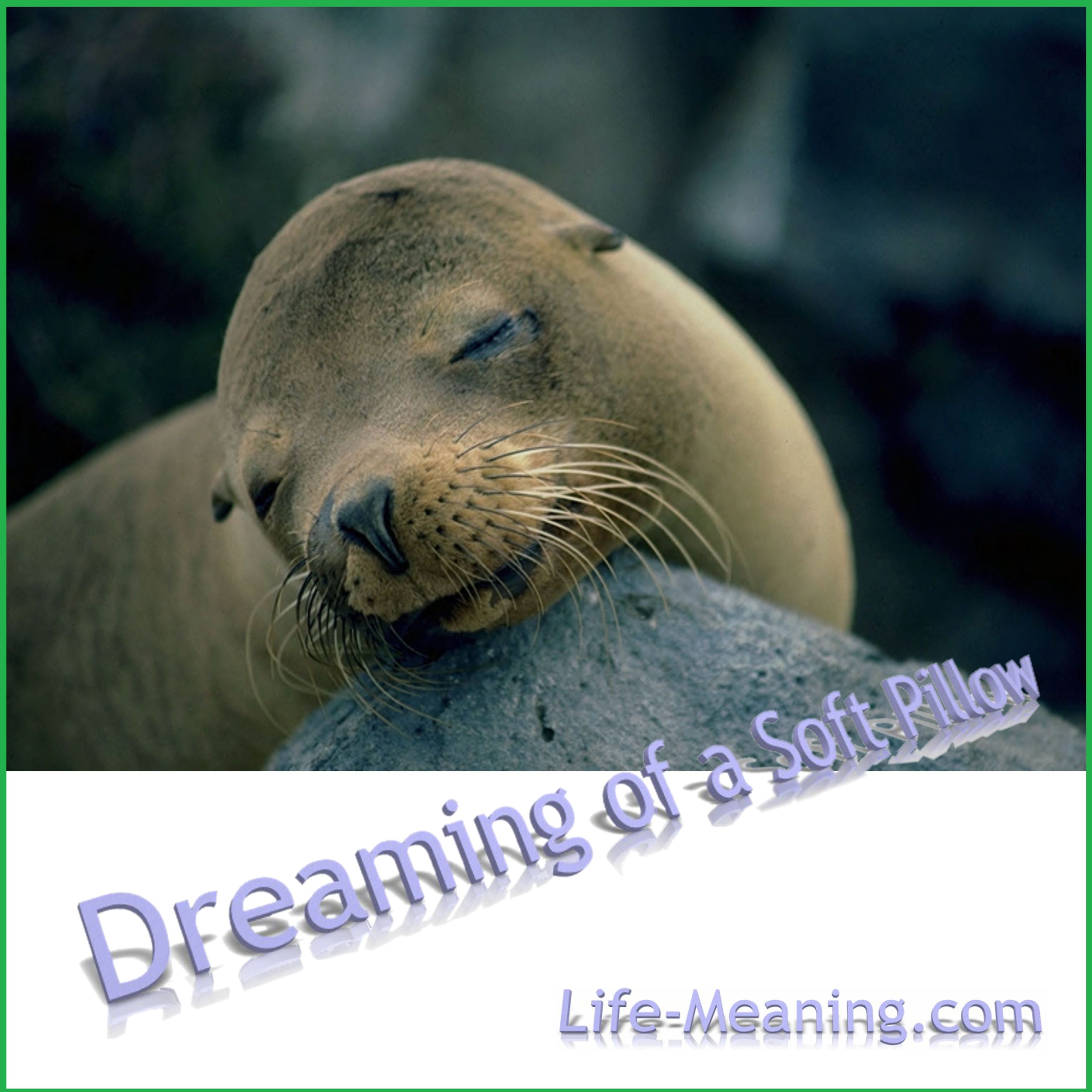 Seal dreaming of a soft pillow_MP